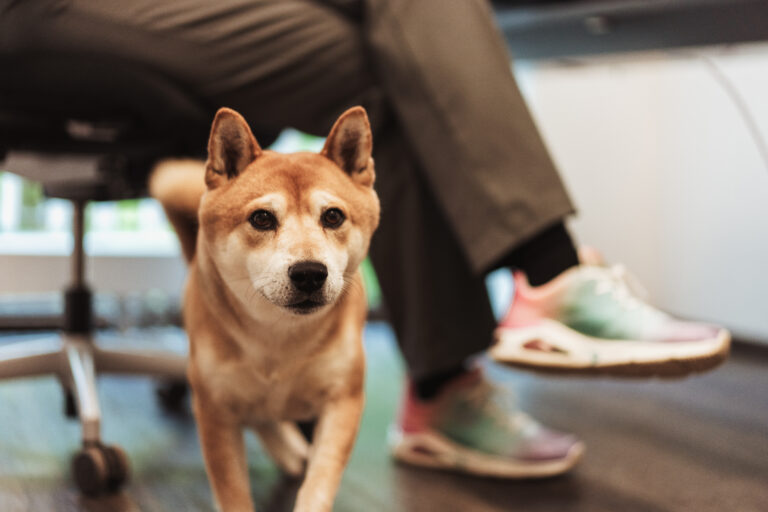 Shiba Inu Hund läuft unter einem Schreibtisch, während jemand im Büro sitzt.