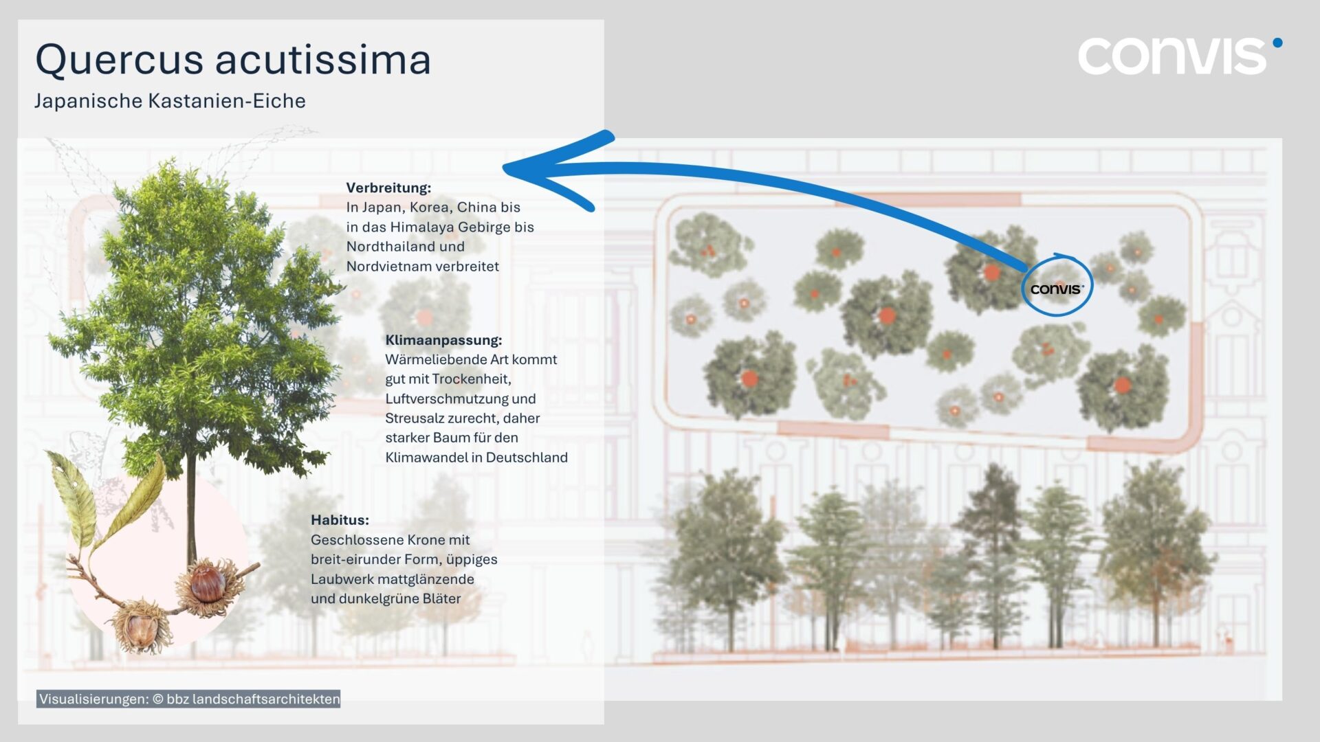 Alt-Text: Informationen zur Verbreitung und Eigenschaften der Japanischen Kastanien-Eiche (Quercus acutissima).